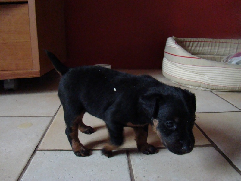Du Clos De La Rabotiere - Terrier de chasse allemand - Portée née le 06/01/2011