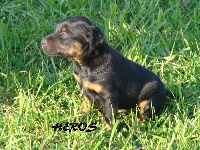 CHIOT